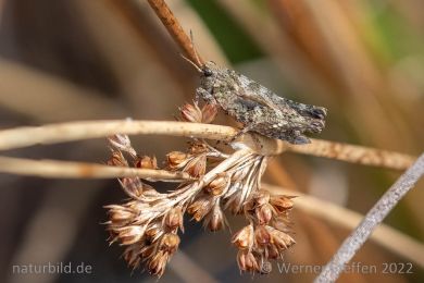 Gemeine Dornschrecke (Tetrix undulata)